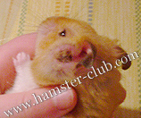 hamster abscess 